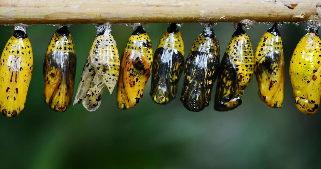The Spiritual Chrysalis: Your Guide to Inner Transformation